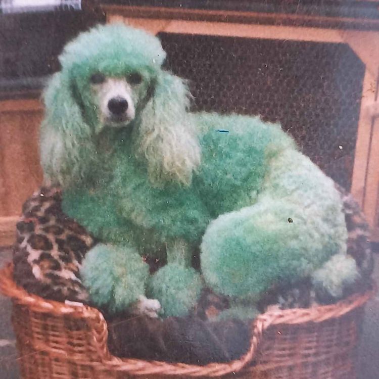 cover art for The Antics of an East End Lady