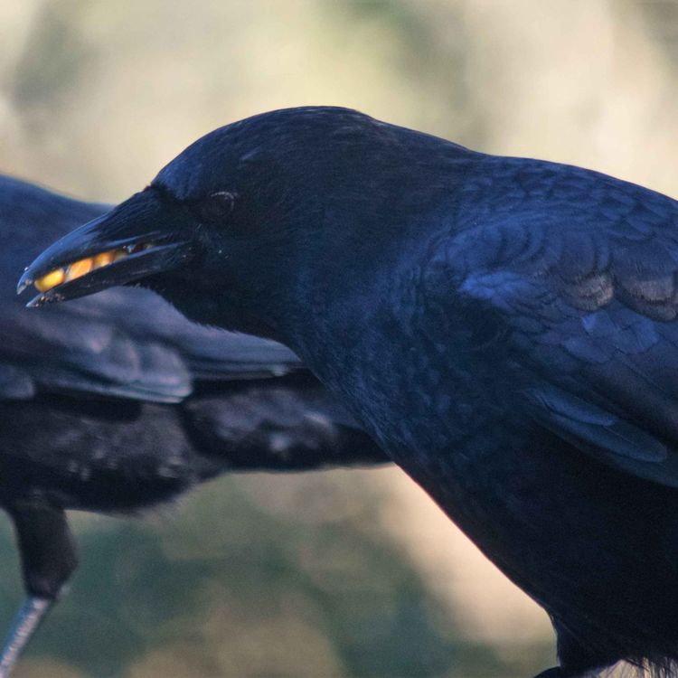 cover art for EP5 - Is monogamy still relevant today?