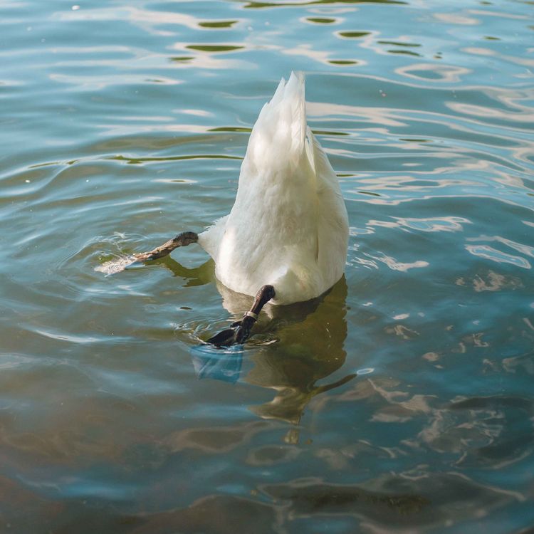 cover art for EP6 – Is it okay to laugh at racist jokes?