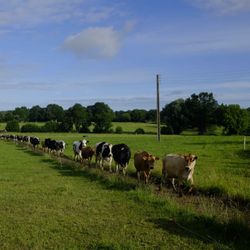 cover art for Baugé en Anjou, une autre voix