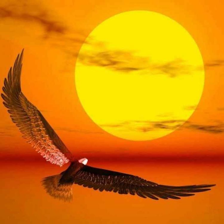 cover art for You're NOT a Chicken, You're an Eagle, SO FLY!!!