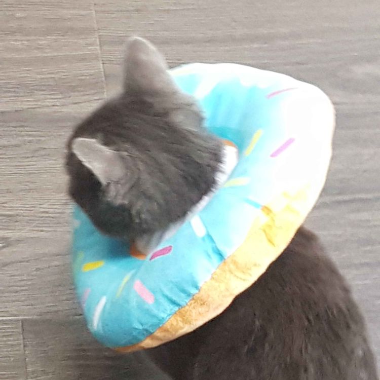 cover art for here's to you, pineapple blackberry Xx