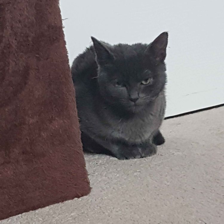 cover art for School disco 