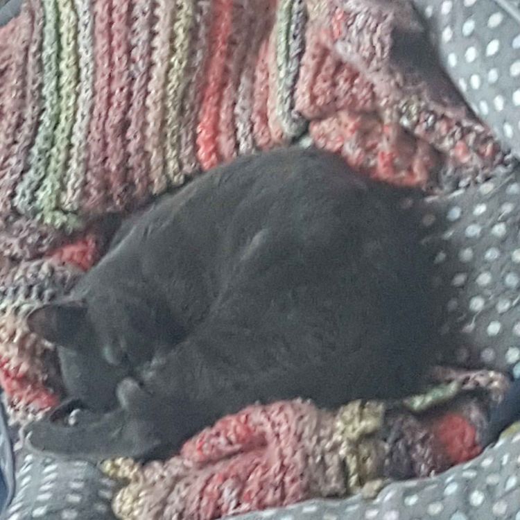 cover art for last mention I promise