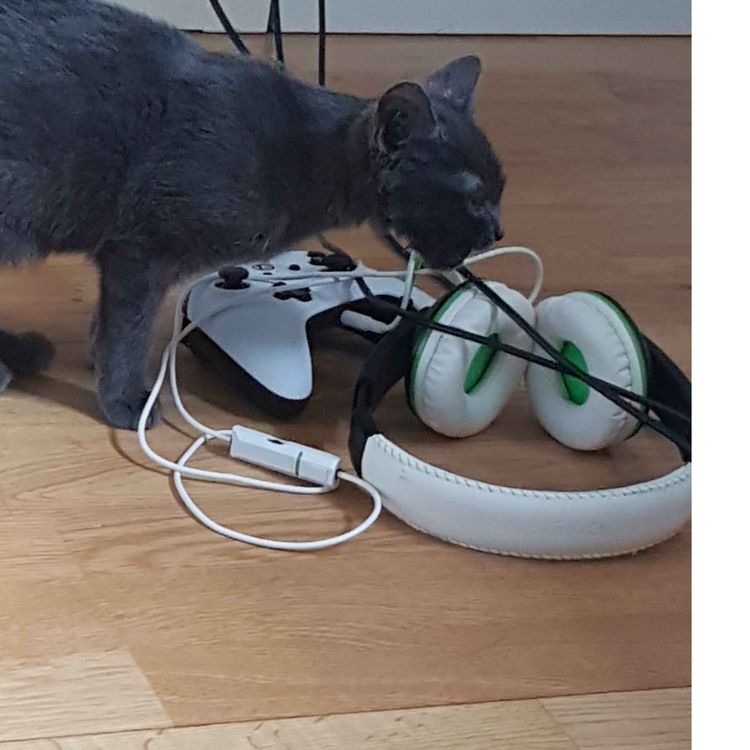 cover art for Froggys swing disaster 