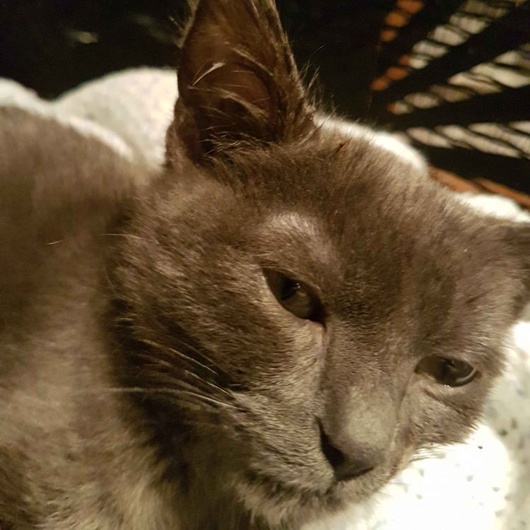 cover art for Legal cannibalists 