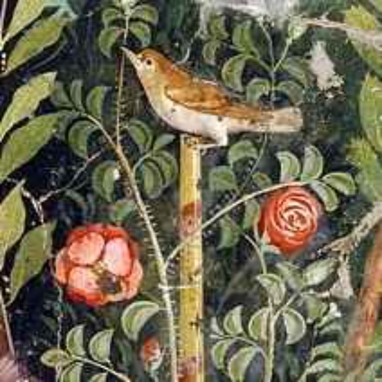 cover art for La Rose dans l'Antiquité : 1. Sources anciennes