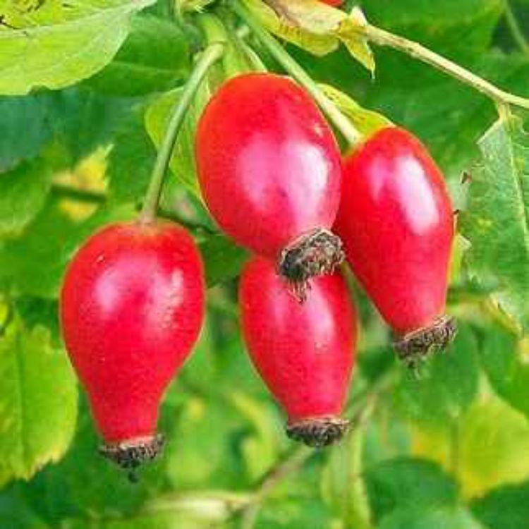 cover art for La Rose dans l'Antiquité : 2. Rosiers sauvages