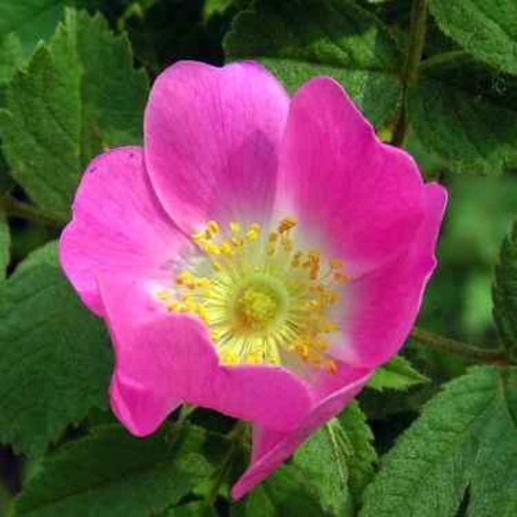 cover art for La Rose dans l'Antiquité : 3. Rosiers cultivés