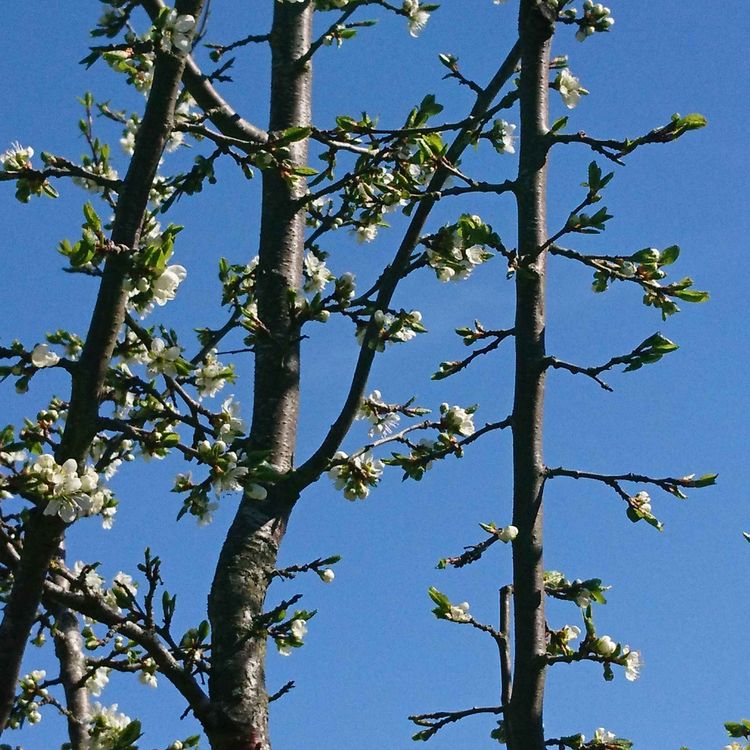 cover art for Built Noah's Ark in your heart - visits of 3 spirits