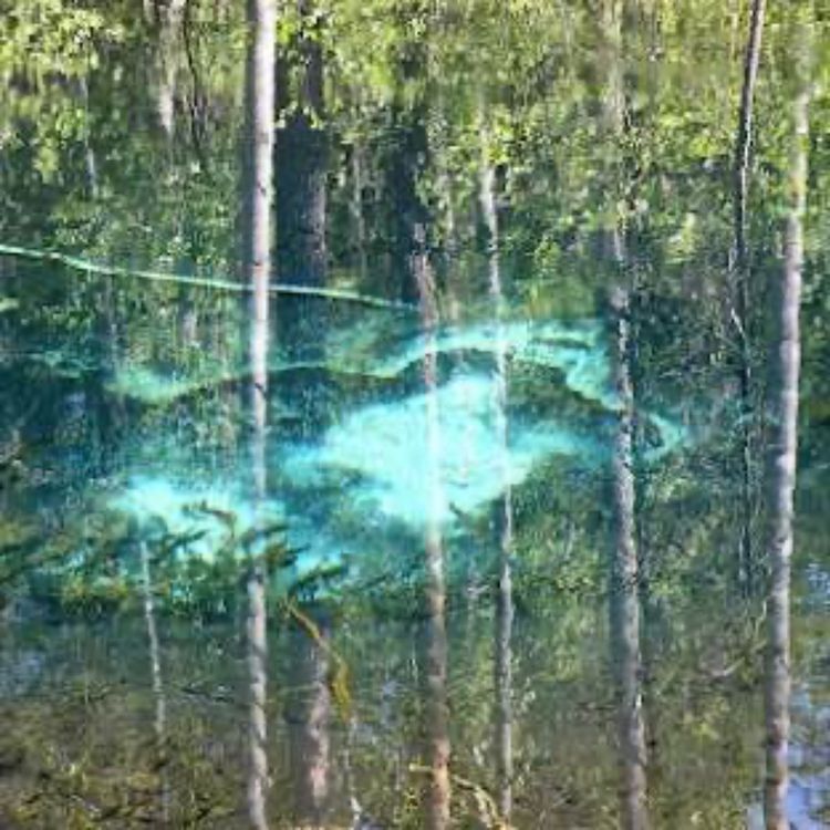 cover art for Kristel Vilbaste | Allikad