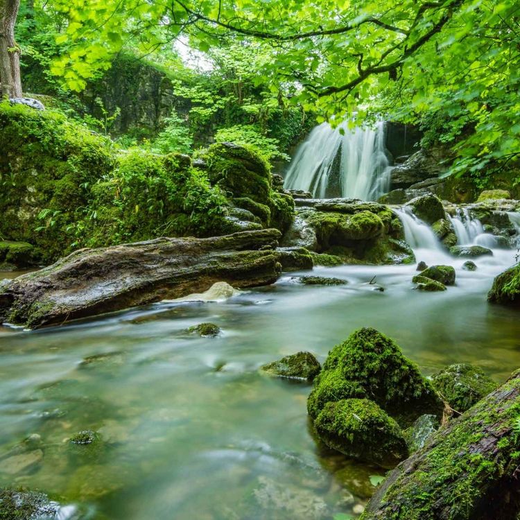 cover art for NATURE IS FOR EVERYONE—SO IS DEFENDING HER