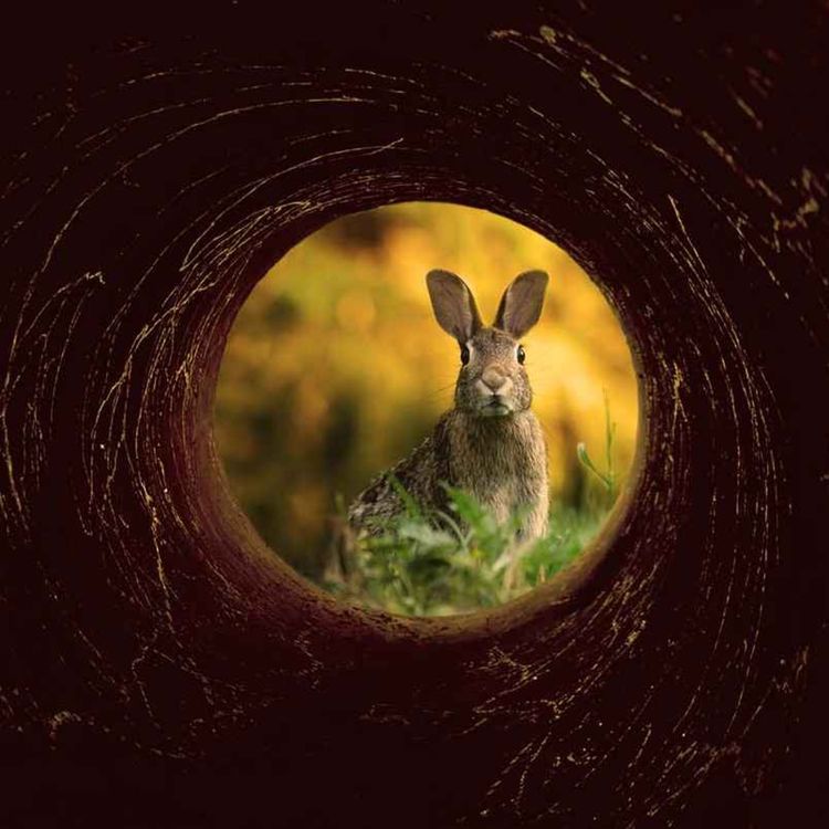 cover art for THE RABBIT HOLE