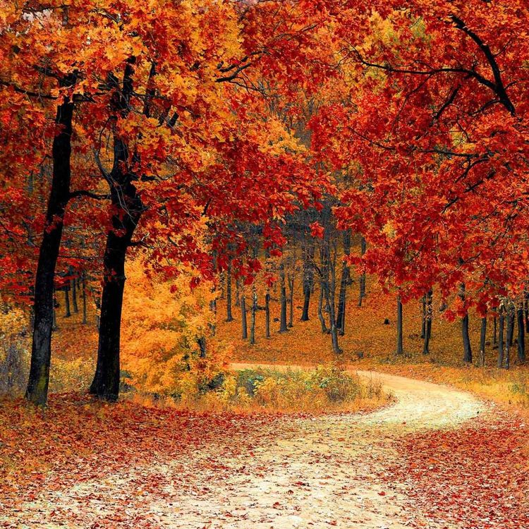 cover art for 7 Health & Wellness Back to Routine Tips this Fall Season