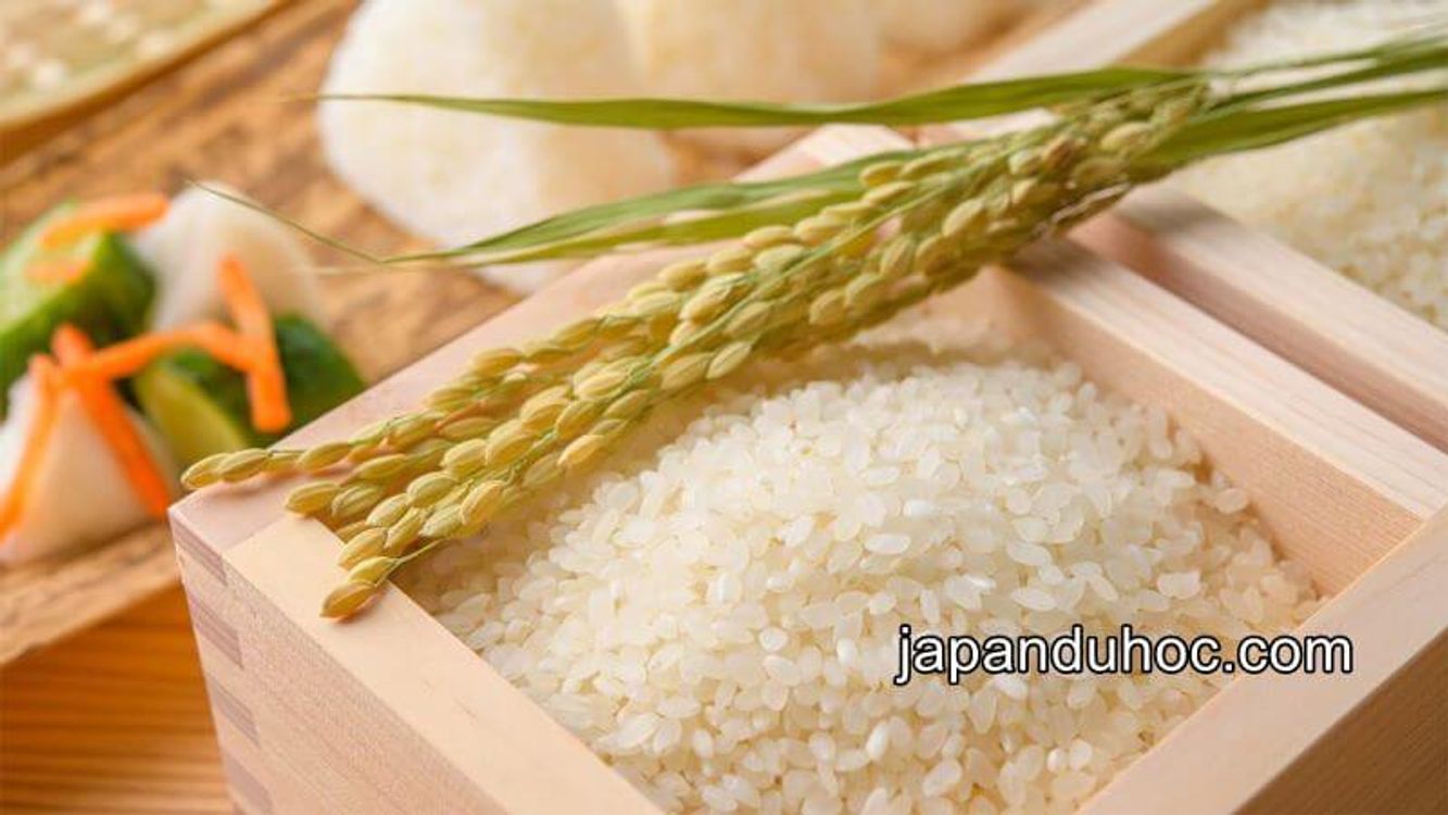 cover art for Top 7 loại gạo Nhật Bản ngon nổi tiếng