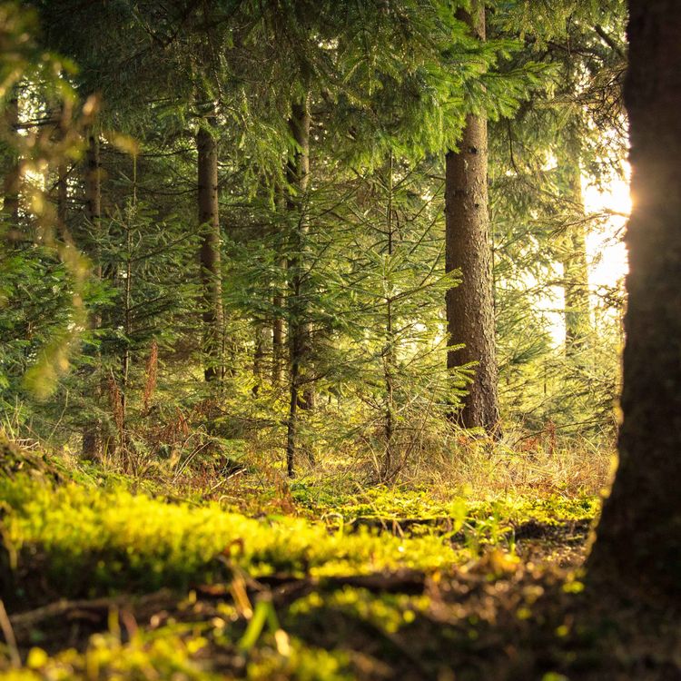 cover art for 1 - Was ist Erleuchtung / Erwachen