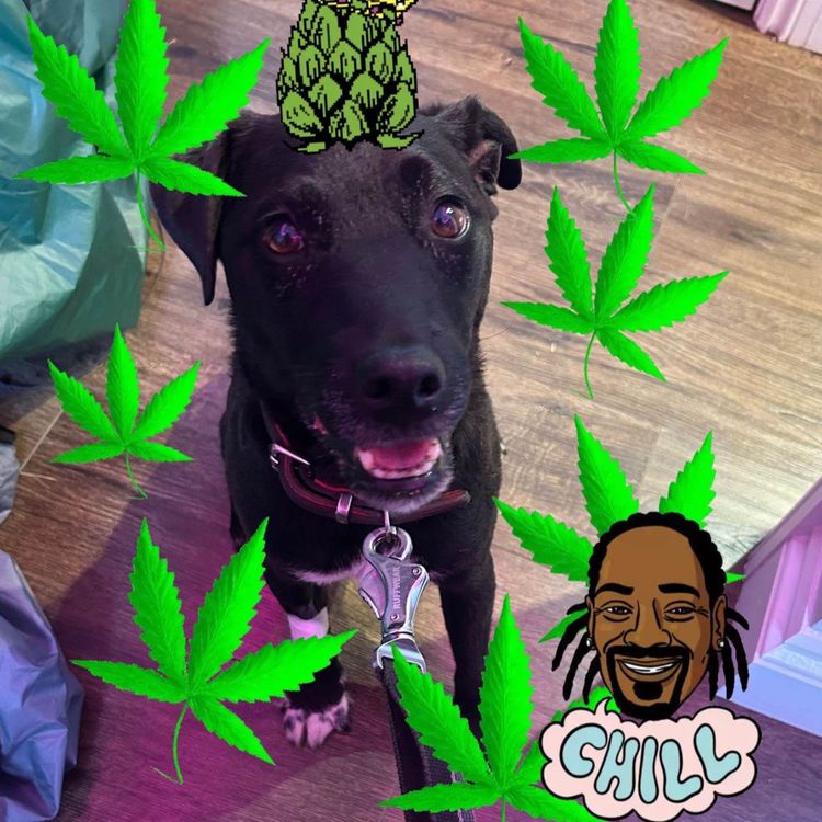 cover art for C2C Day 3