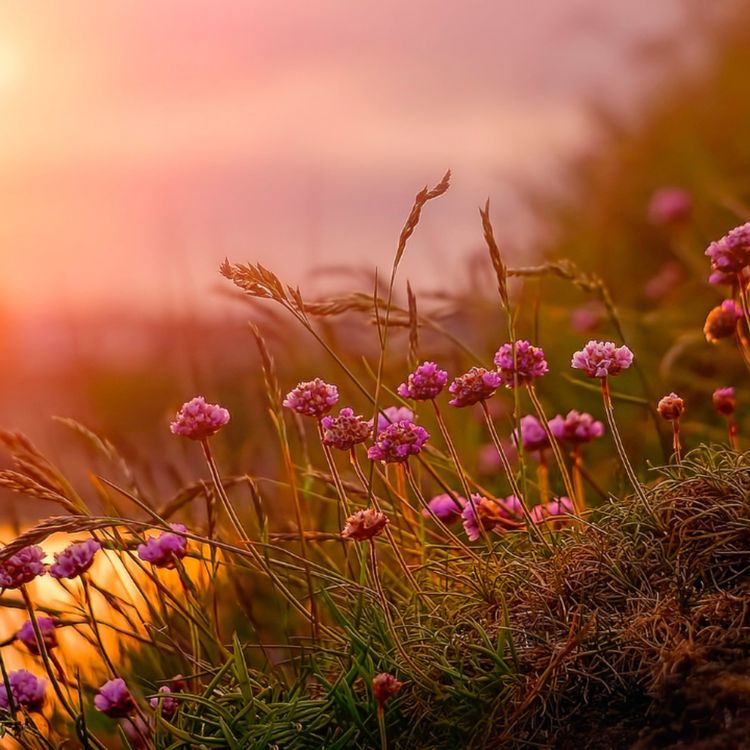 cover art for Florecer en equilibrio 🌿 Meditación para nuevos comienzos