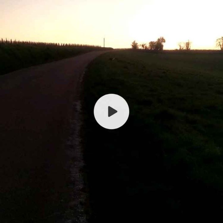 cover art for 184 - migrant klimatyczny... Yes