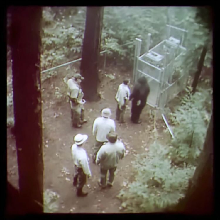 cover art for 3 TRUE SCARY BIGFOOT ENCOUNTER HORROR STORIES