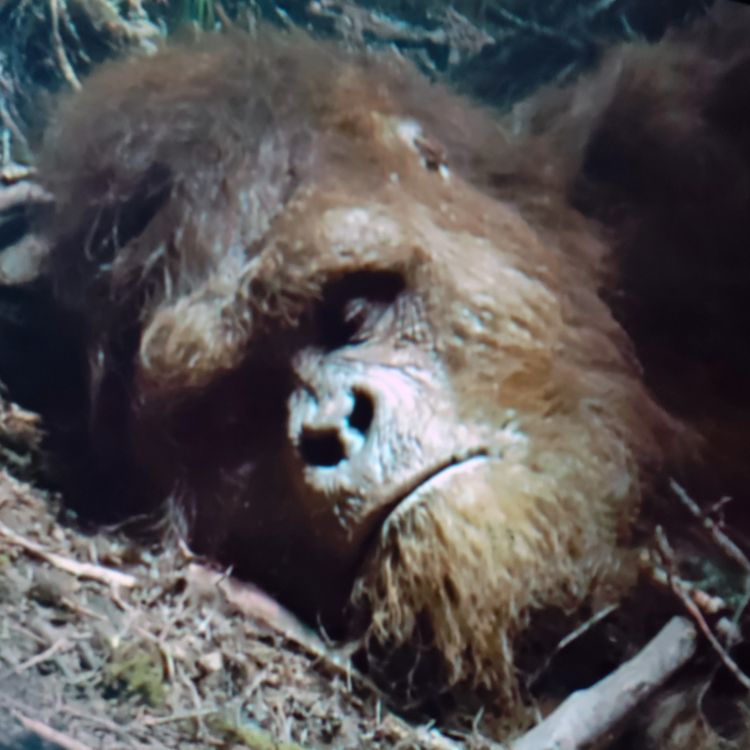 cover art for U.S Government WARNS. Serial Killer in Yellowstone National Park… But It’s Not Human