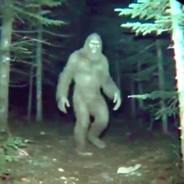 cover art for U.S Navy SEALS SPILLS the BEANS about CREATURES They KILLED In North Carolina Mountains