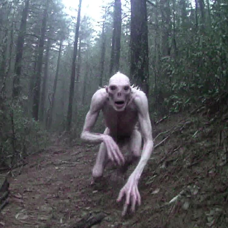 cover art for U.S Navy SEAL WARNS US . These THINGS Are KILLING in the Appalachian Mountains