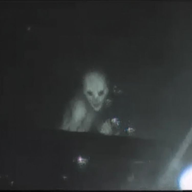 cover art for These CREATURES Are Hunting Humans in the Redwoods