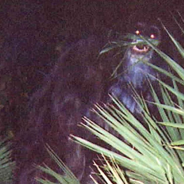 cover art for Disturbing Mysteries to Relax or Sleep To