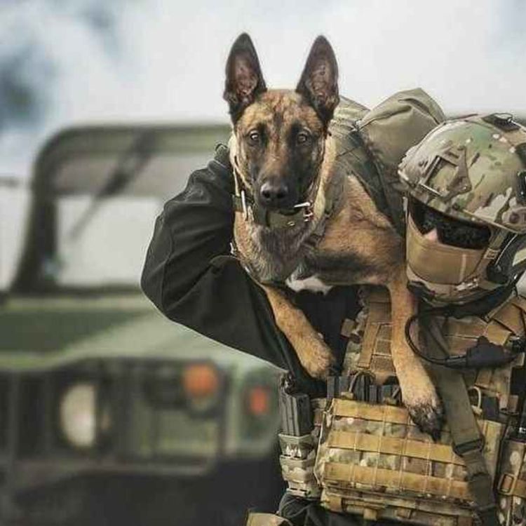 cover art for Navy SEALS Spills the Beans about Creatures They Killed In Appalachian Mountains