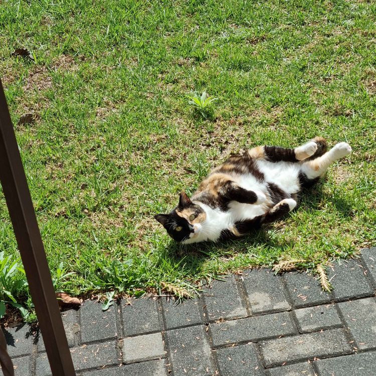 cover art for Welcome pawparents