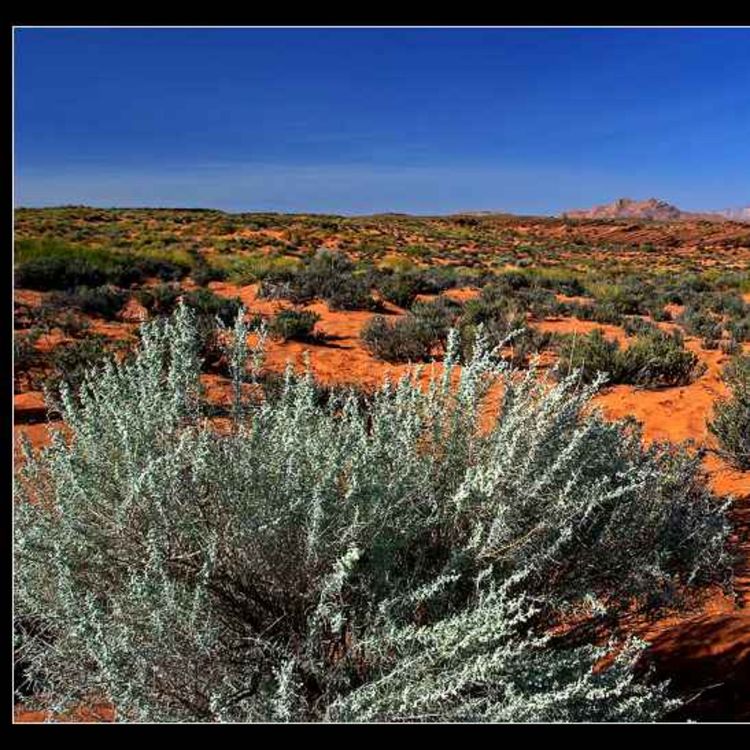 cover art for Wind from the Desert