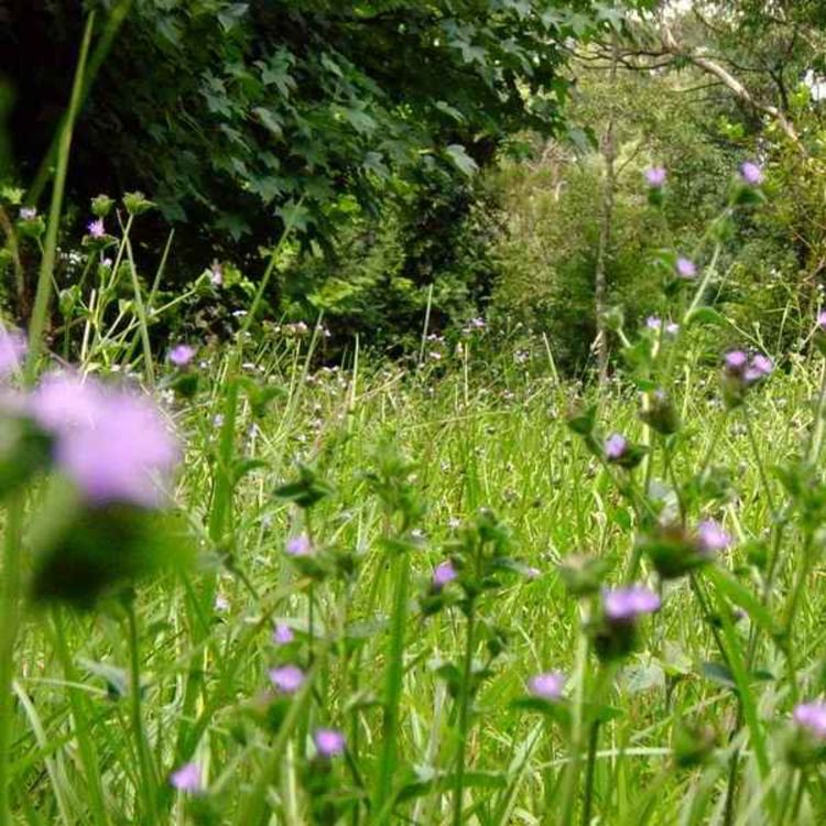 cover art for A day in Nature