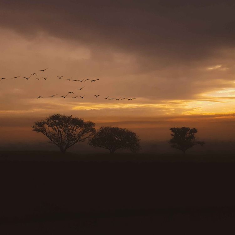 cover art for Morning in the Desert