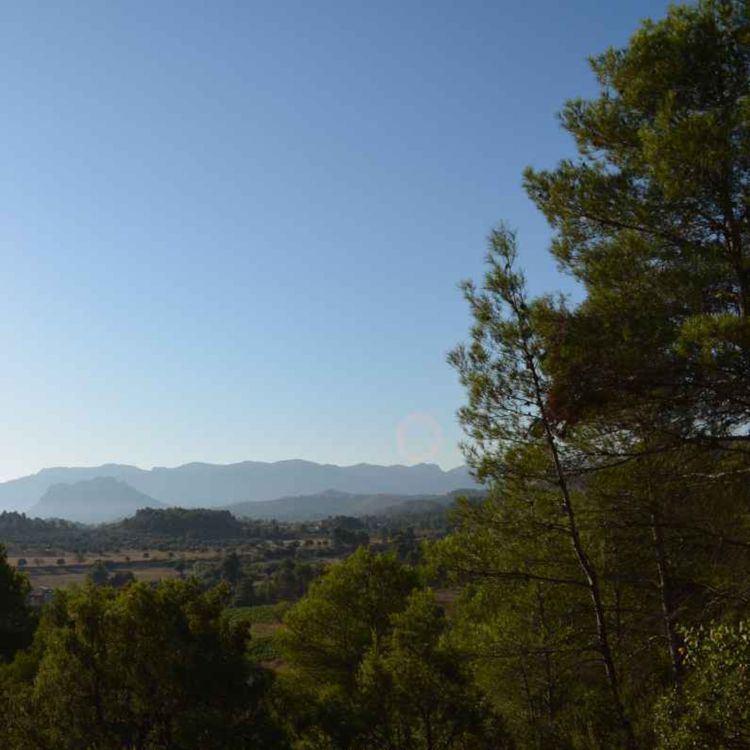 cover art for Pinewood Forest Night