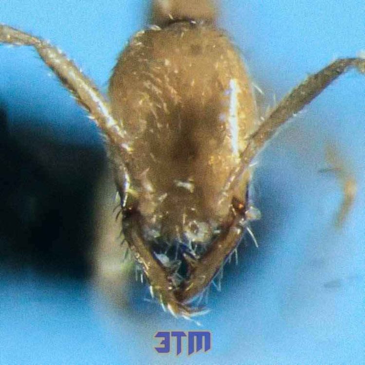 cover art for Жутковатый "призрачный" муравей, названный в честь Волан-де-Морта - новый научный вид