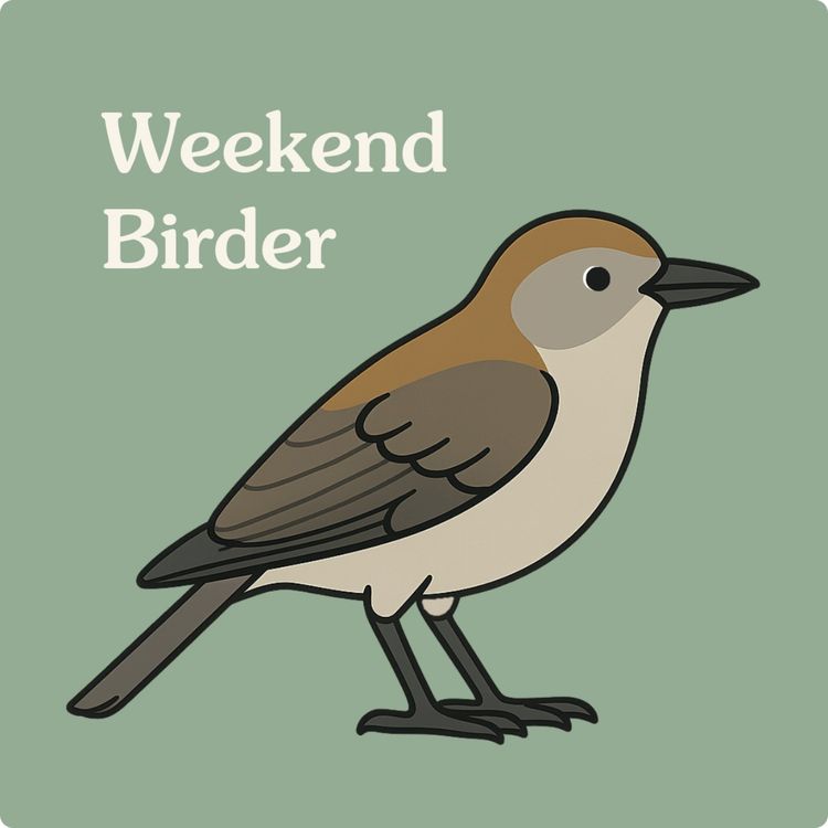 cover art for 117 Dawn Chorus - with Andrew