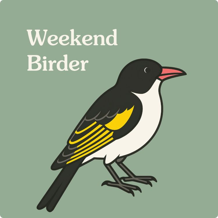 cover art for 112 Bird Videos - with Scot