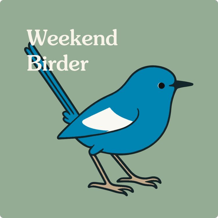 cover art for 111 Fairywren Quest - with Maggie