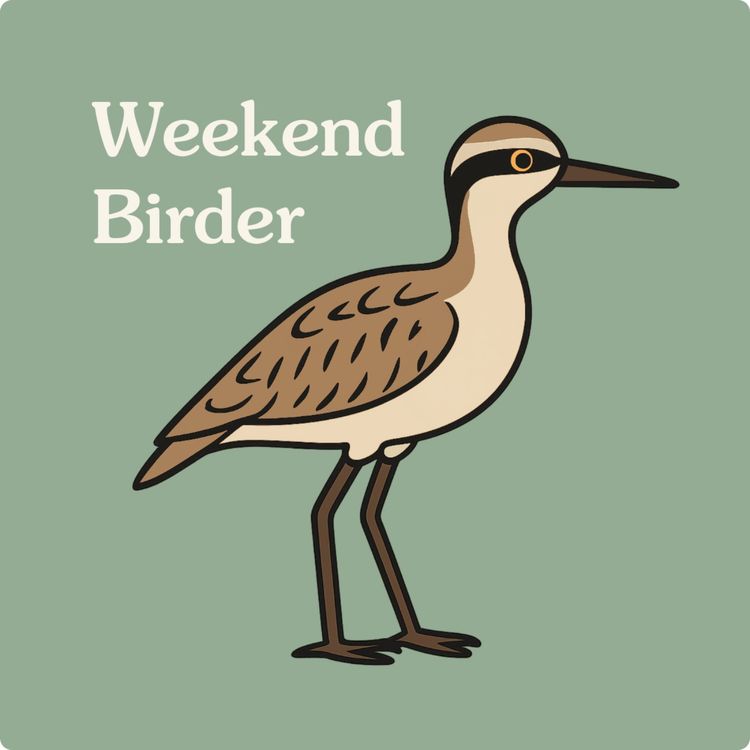 cover art for 98 Bush Stone-curlews - with Paula