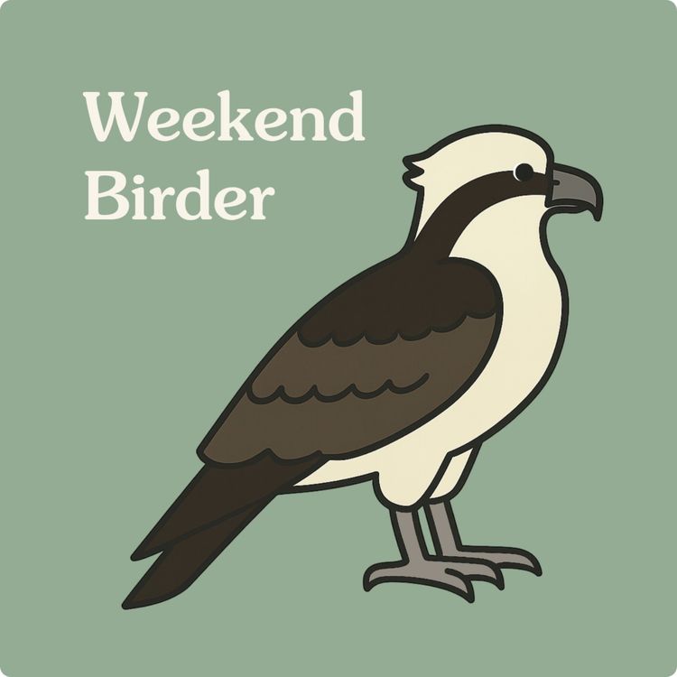 cover art for 73 Eastern Osprey - with Pip