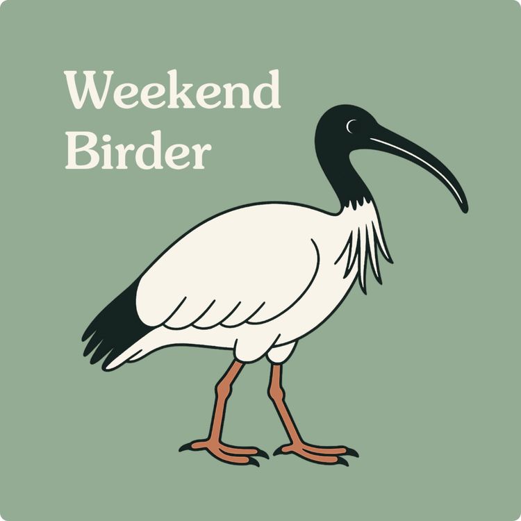 cover art for 61 Big City Birds - with John