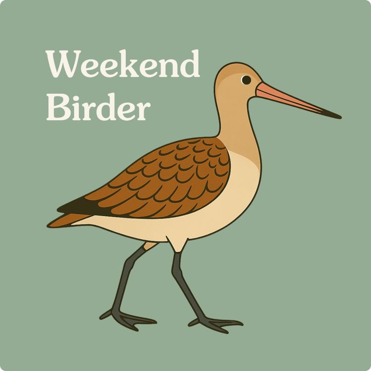 cover art for 51 Introduction to Shorebirds - with Jeremy