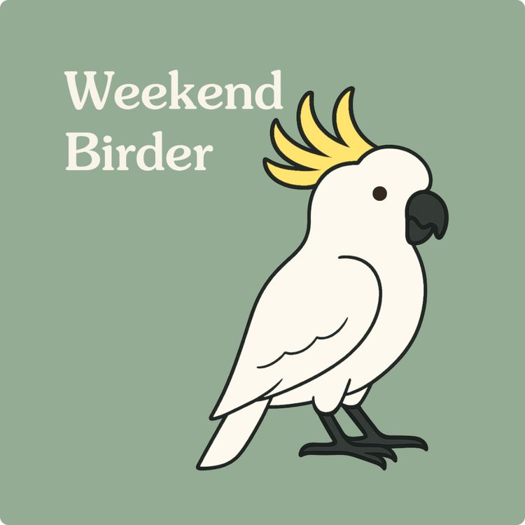 cover art for 49 Birds in Your Neighbourhood - with Darryl