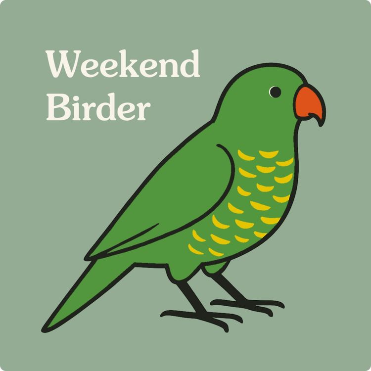 cover art for 38 Tune Your Ear - Lorikeets