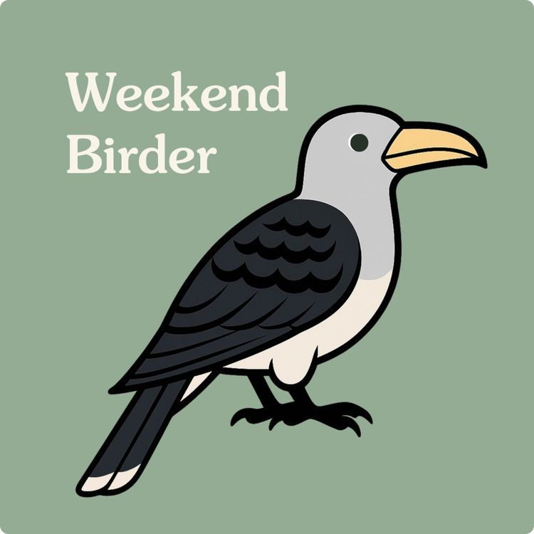 cover art for 11 Sydney Bird Club - with Amy and Stephanie