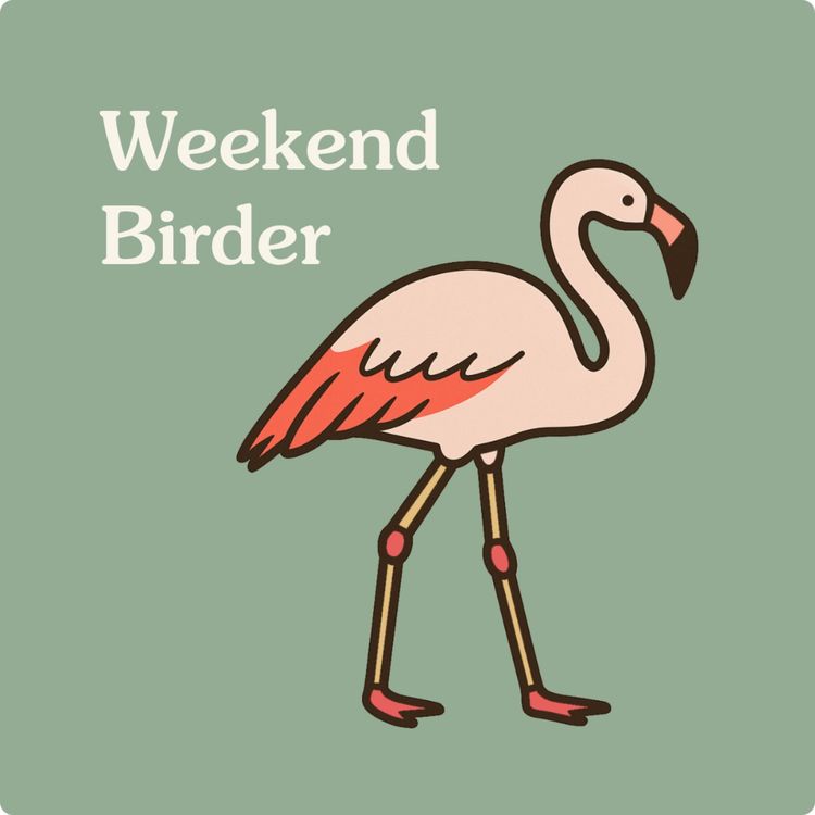 cover art for 123 Every Bird in the World - with Cob