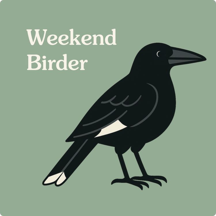 cover art for 126 Birds, Business and Big Hearts