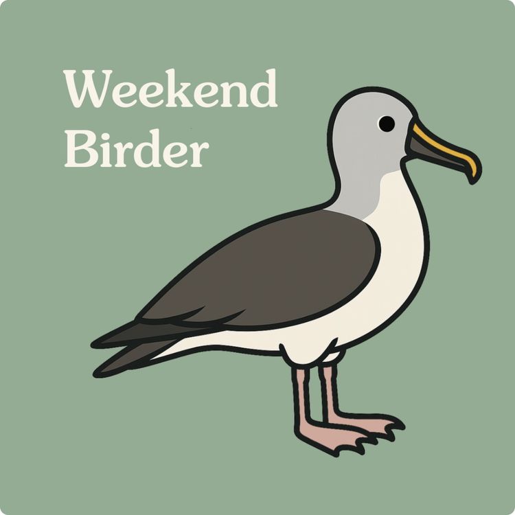 cover art for 127 Pelagics - with Holly