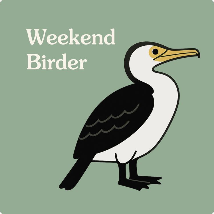 cover art for Birds Between Laps - with Jenna